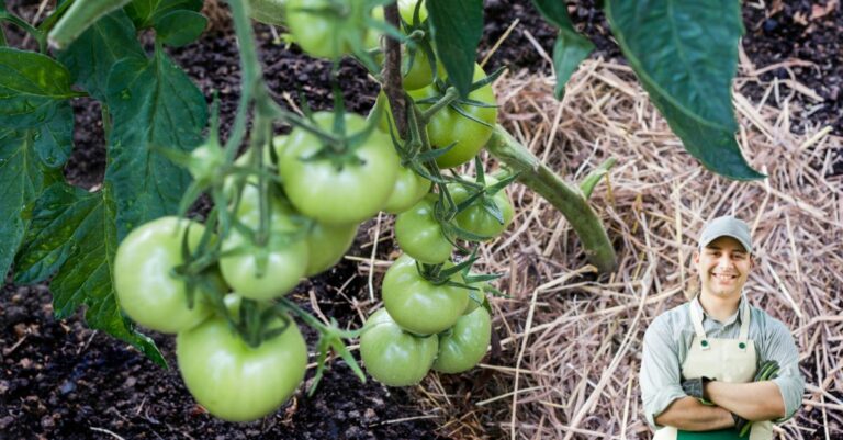 Faut-il pailler les pieds de tomates