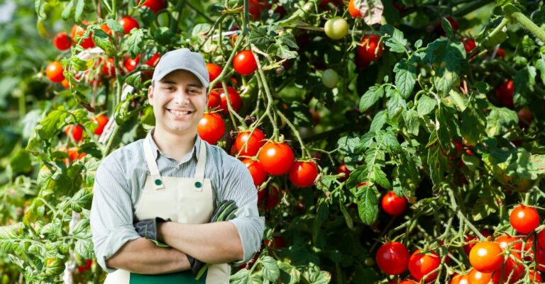 Faut-il tailler les plants de tomates qui poussent trop haut