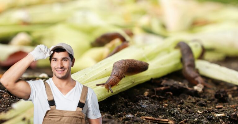 Halte aux limaces et escargots au potager