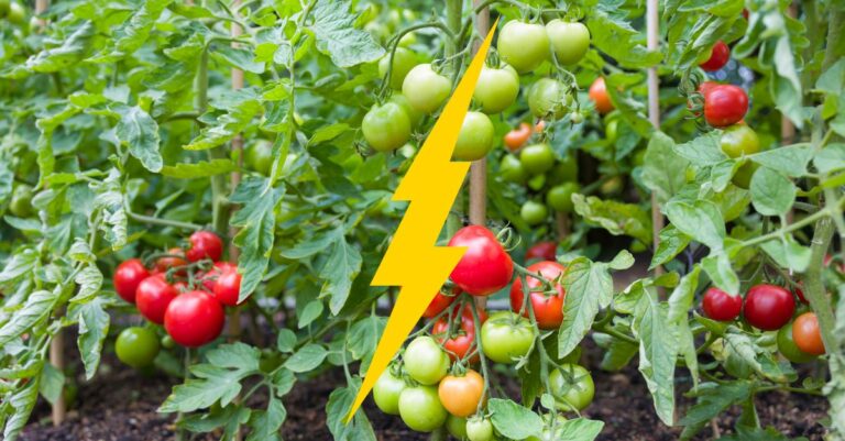 Le saviez-vous En cas d'agression extérieure, les tomates communiquent et se défendent par signaux électriques !
