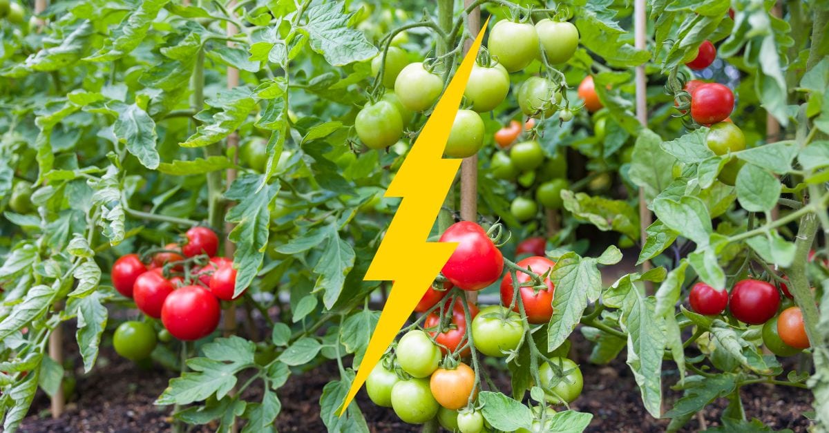 Le saviez-vous En cas d'agression extérieure, les tomates communiquent et se défendent par signaux électriques !