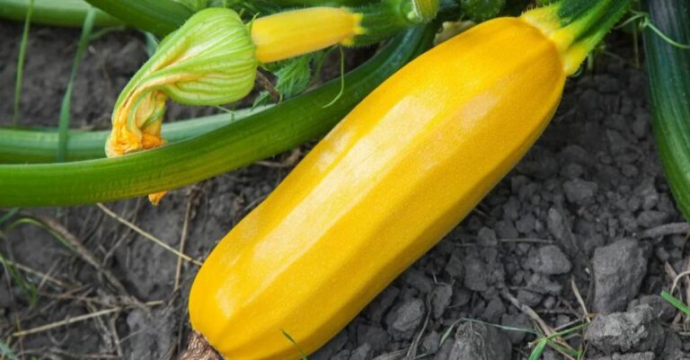 Pourquoi mes courgettes deviennent jaunes