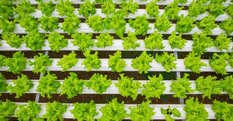 Pourquoi mes salades ne grossissent pas