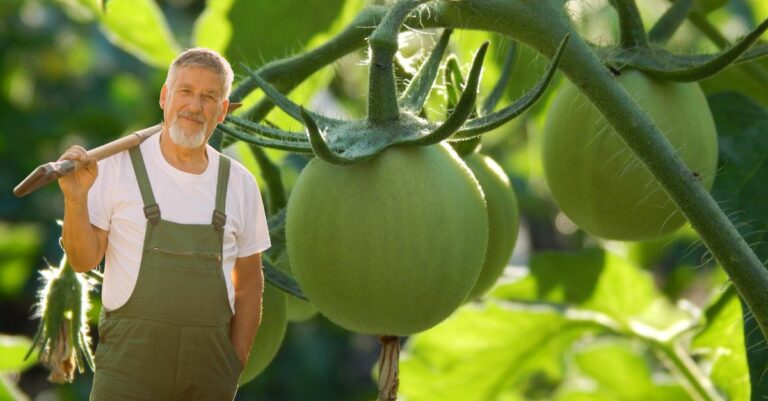 Pourquoi mes tomates de rougissent pas