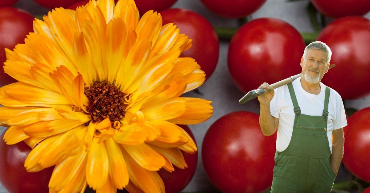 Pourquoi planter des œillets d'Inde à côté des plants de tomates Une astuce méconnue aux multiples vertus