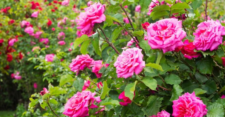 Pourquoi tailler les rosiers n'est pas forcément une bonne idée Voici ce qu'il faut savoir pour éviter certains problèmes
