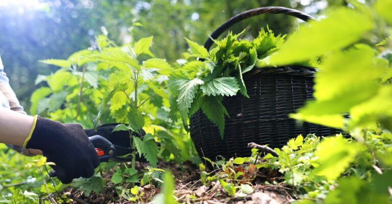 Purin d'ortie à quoi sert-il vraiment et comment le préparer Voici les réponses et astuces des jardiniers
