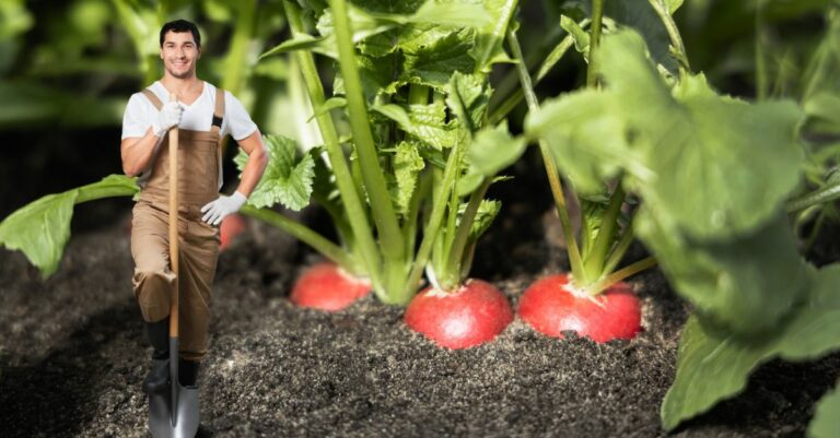 Quand et comment planter des radis en jardinière 5 astuces simples et pratiques pour une belle récolte