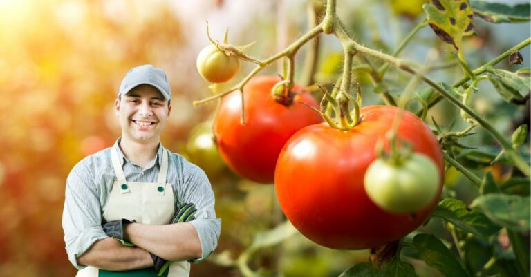 Quelle est la meilleure exposition pour les pieds de tomates Les astuces d'un maraîcher pour gérer la chaleur et le soleil