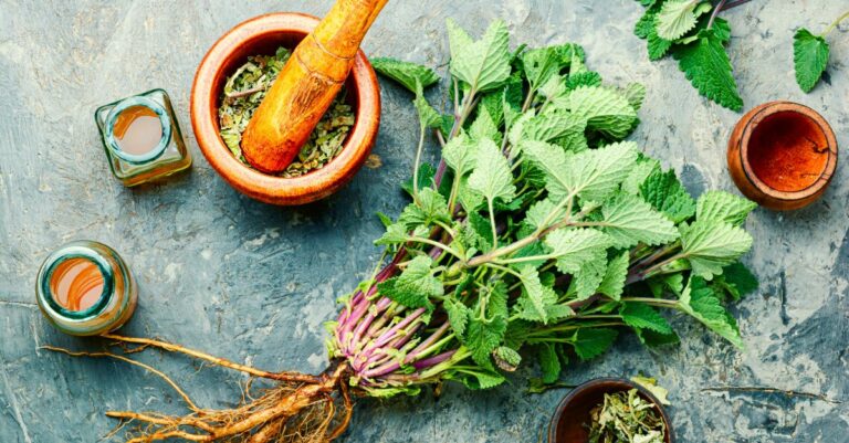 Quelles plantes médicinales cultiver dans son jardin
