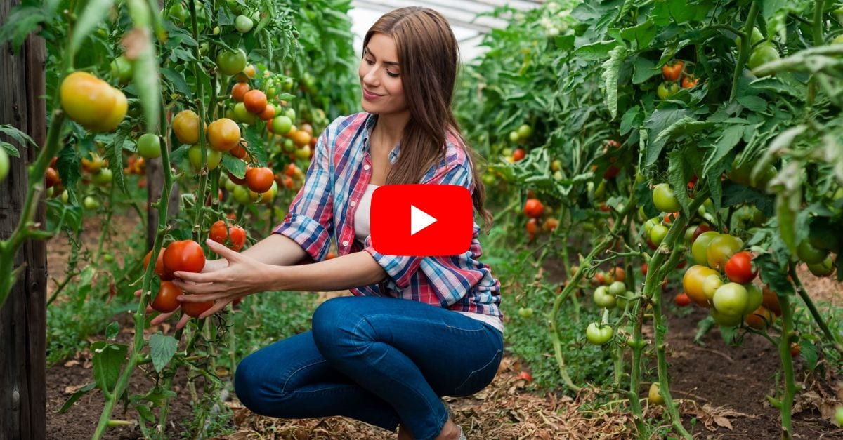 Vous pensiez bien cultiver les tomates dans votre potager 95% des jardiniers amateurs font l'une de ces 12 erreurs qui gâchent leur récolte