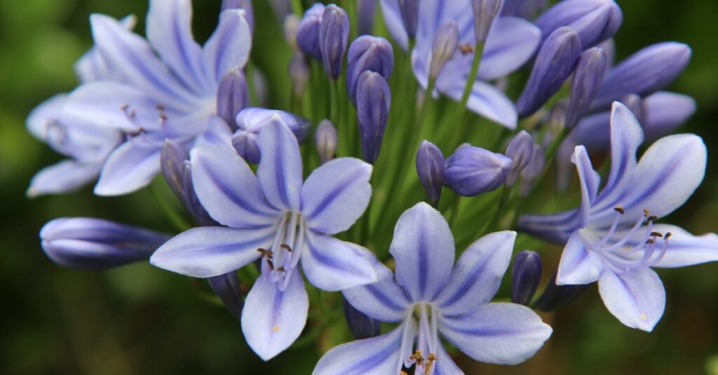 agapanthe