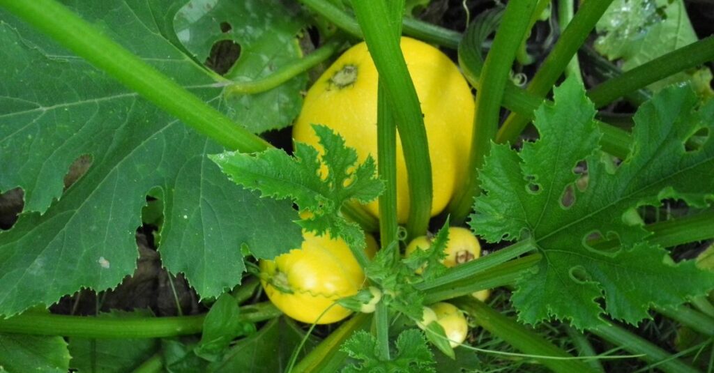 courgette qui devient jaune