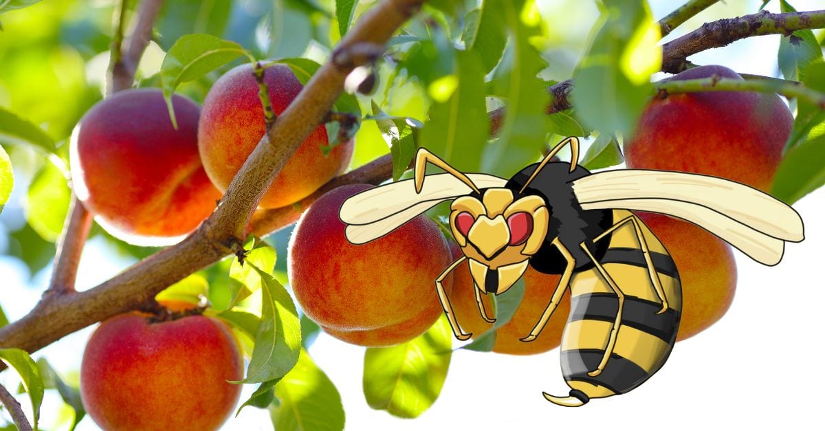 éloigner les guêpes des arbres fruitiers de façon naturelle Voici les astuces pour être tranquille tout l'été