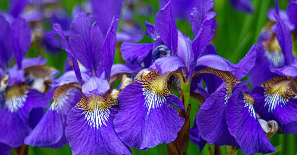 iris