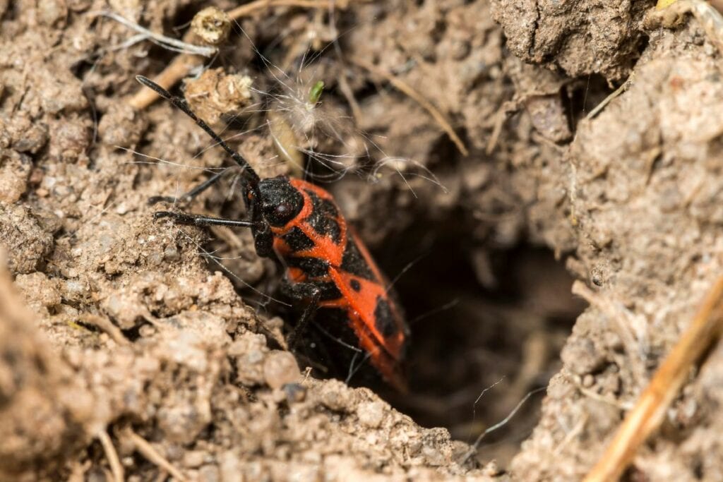 Accueillir les gendarmes dans son jardin