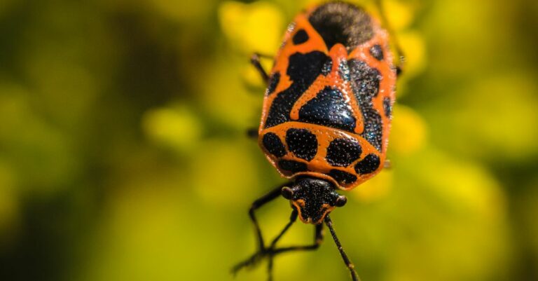 Pourquoi il ne faut pas tuer les gendarmes dans le jardin