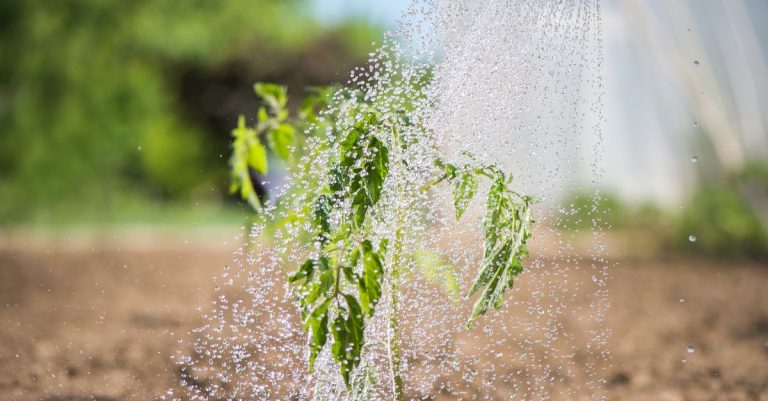 meilleures solutions pour arroser les tomates