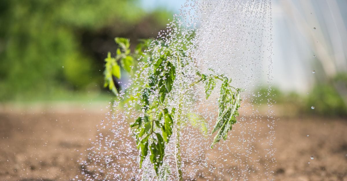meilleures solutions pour arroser les tomates
