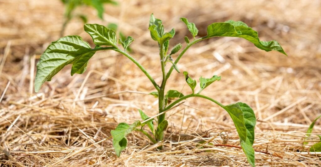 paillage plant de tomates