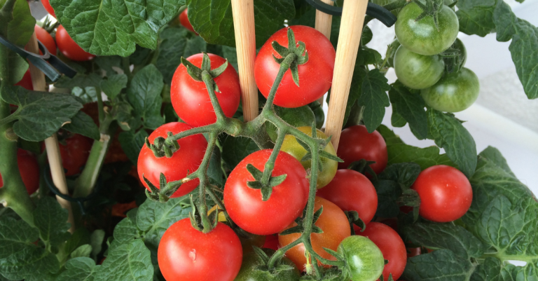 planter tomate balcon