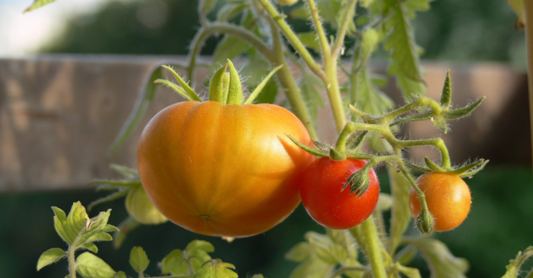 protéger tomate contre parasite