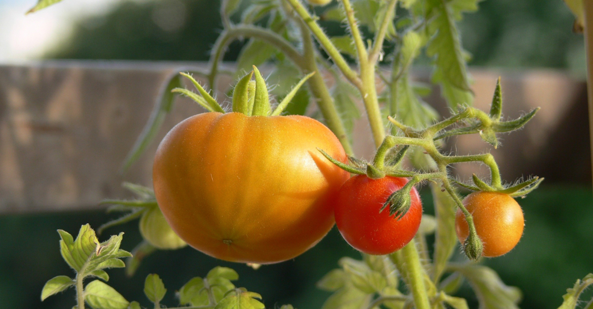 protéger tomate contre parasite