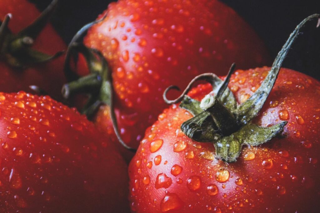 protéger vos pieds de tomates pendant les fortes chaleurs