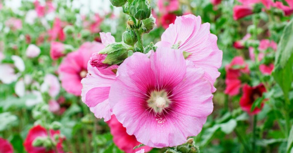 roses trémières