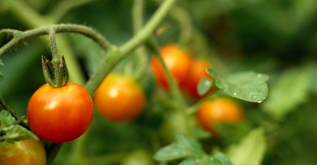 tomates qui se defendent