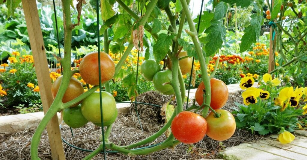tomates qui se defendent 2