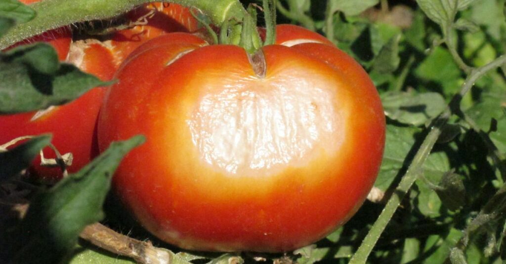 Brûlure solaire sur les tomates causes et solutions 1