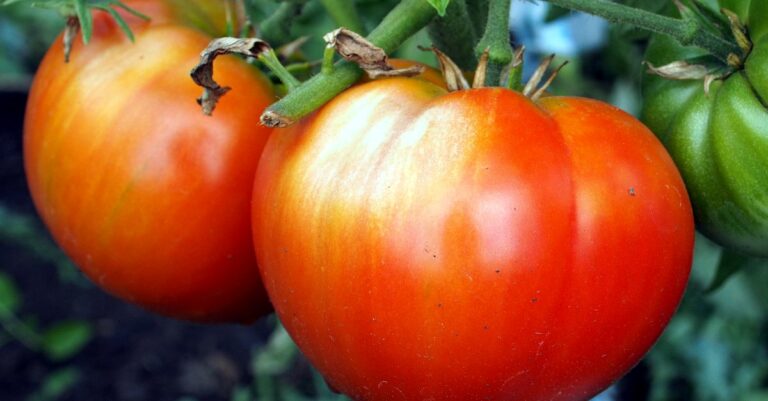 Brûlure solaire sur les tomates