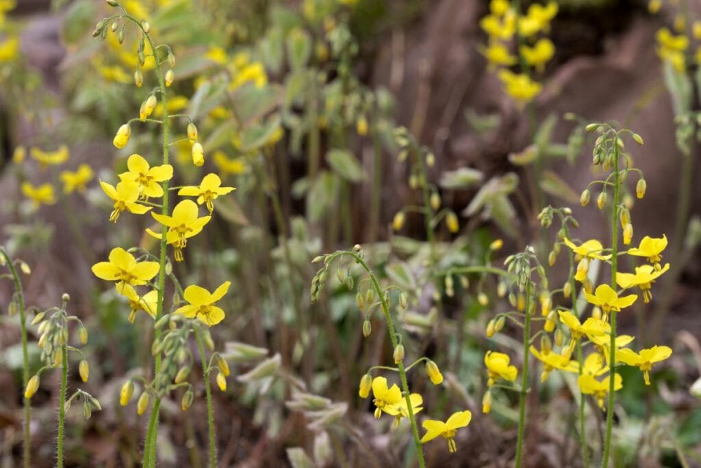 Epimedium jaune plante vivace rampante jaune