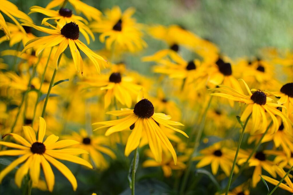 Le Rudbeckia pour mieux embellir votre jardin en été
