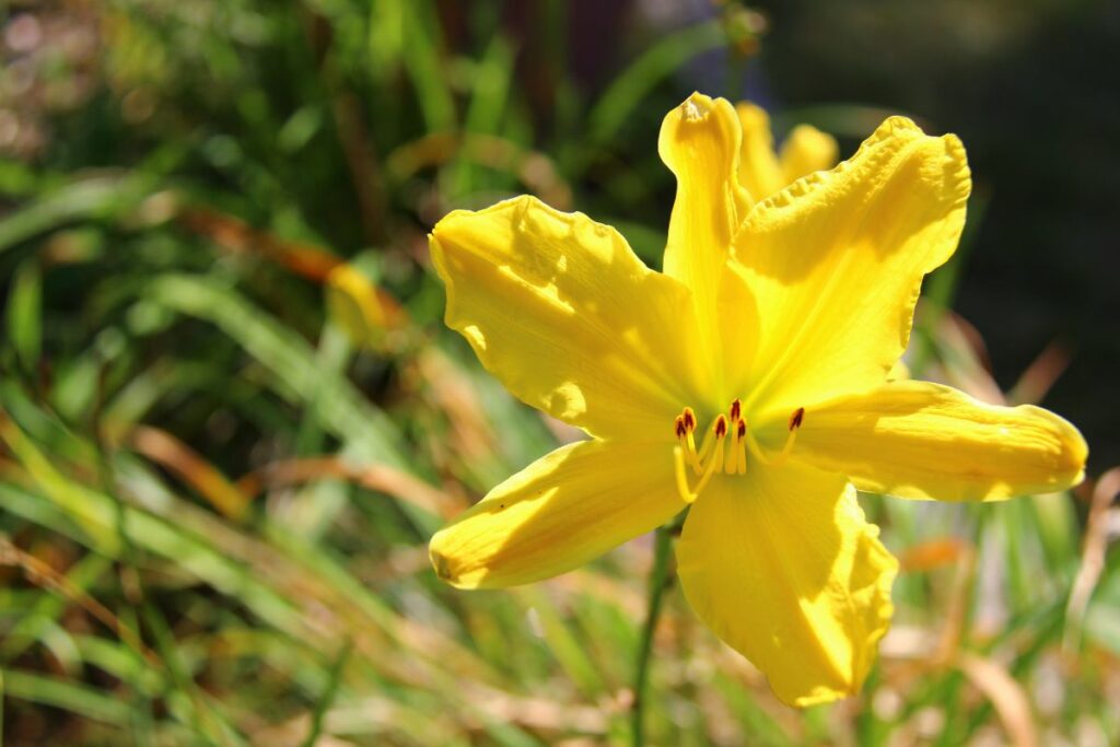 L'Hémérocalle jaune apporte de la lumière et de la fraîcheur dans votre jardin
