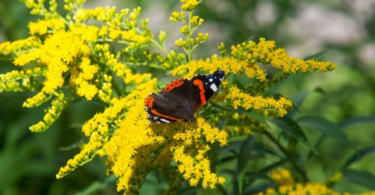 plantes vivaces rampantes à fleurs jaunes