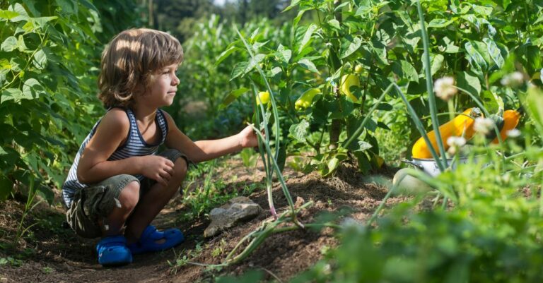 Comment créer de l'ombre au potager