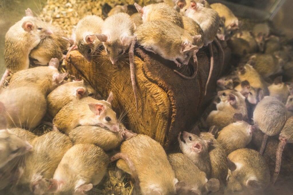 Comment savoir si un rat se cache