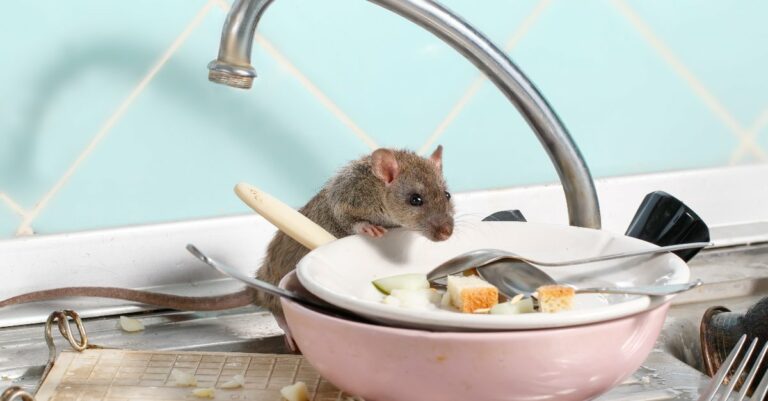 Astuces pour faire sortir un rat de sa cachette