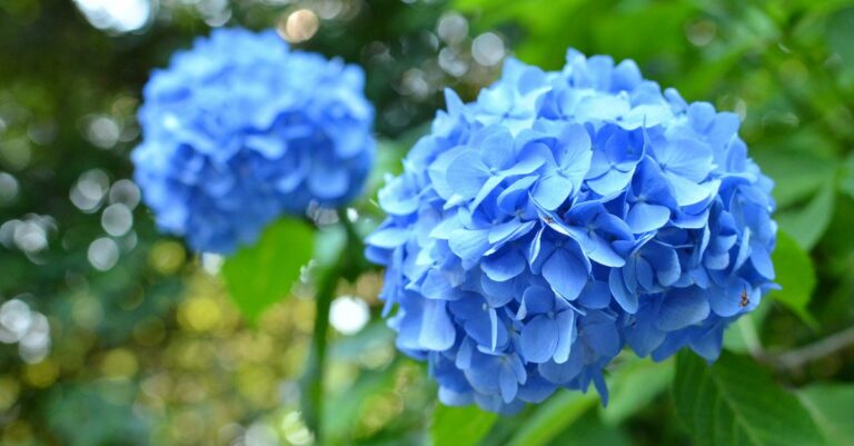 Les astuces pour garder ses hortensias bleus