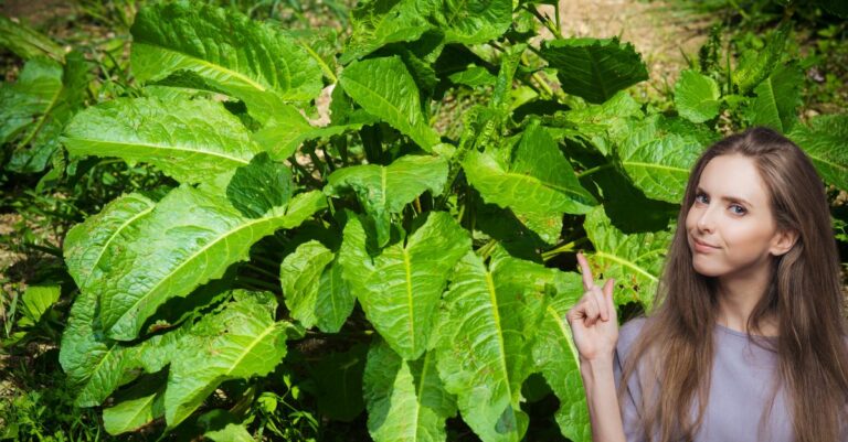 Comment se débarrasser du rumex
