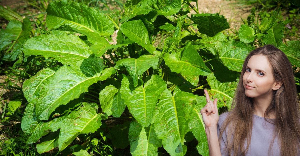 Comment se débarrasser du rumex