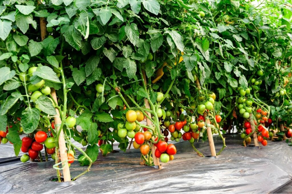 Les méthodes pour protéger les tomates des orages et de la grêle