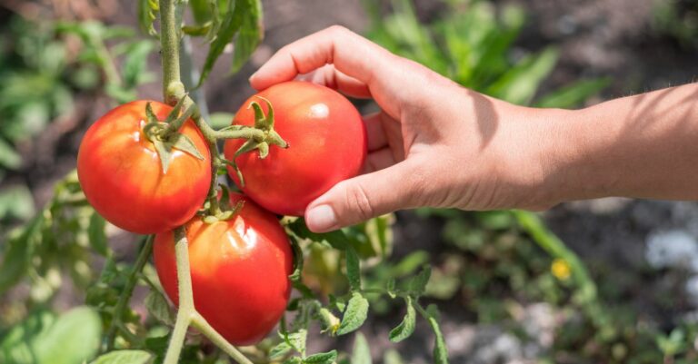 Les astuces pour préserver les tomates des orages et de la grêle