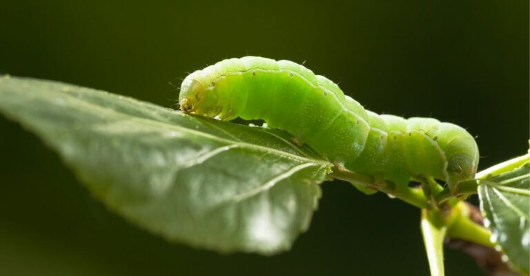 Comment se débarrasser des chenilles vertes naturellement