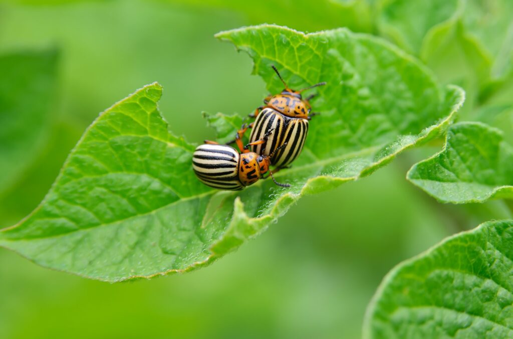 Se débarrasser des doryphores naturellement