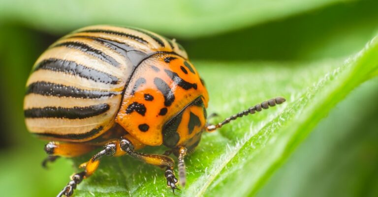 Les astuces pour se débarrasser des doryphores