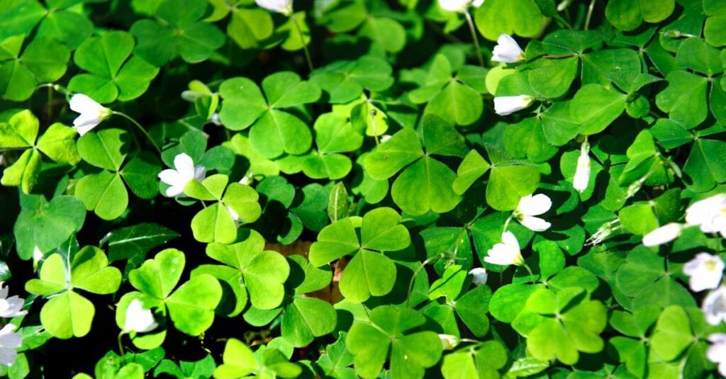 Comment se débarrasser des oxalis naturellement (1)