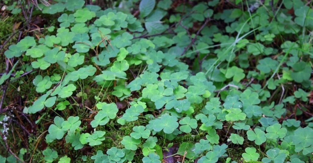 Comment se débarrasser des oxalis naturellement (2)